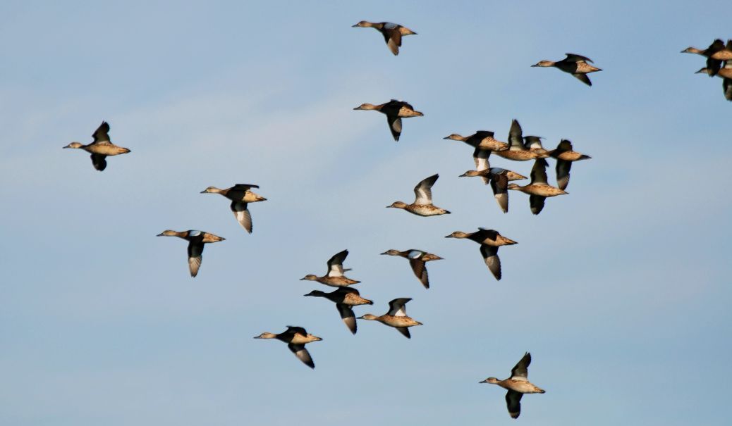 flock of blue wing